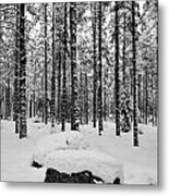 Pine Forest Winter #8 Metal Print