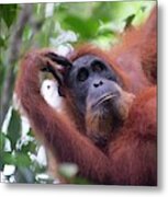 Sumatran Orangutan #9 Metal Print