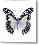 90 Angola White Lady Butterfly Metal Print