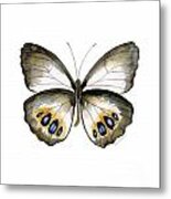 95 Palmfly Butterfly Metal Print