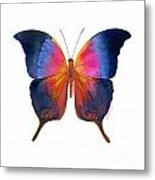 96 Brushfoot Butterfly Metal Print