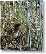 A Baby Quail Metal Print