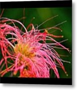 A Beautiful Flower From My Good Friend Metal Print