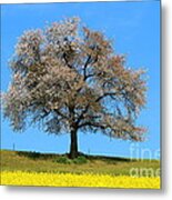 A Blooming Lone Tree In Spring With Canolas In Front 2 Metal Print