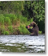 A Brown Bear Ursus Arctos Catches A Metal Print