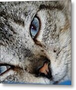 A Cat Named...blue Metal Print