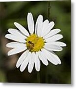 A Daisy Lunch Metal Print