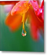 A Delicate Touch - Water Droplet - Orange Flower Metal Print