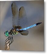 A Dragonfly Iv Metal Print