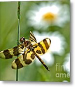 A Dragonfly's Life Metal Print
