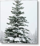 A Fir Tree Covered In Snow Outside Metal Print