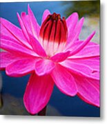 A Flower And A Dream... Metal Print