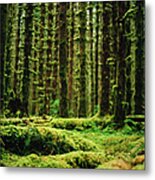 A Forest Of Moss Metal Print