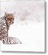 A Red Fox Fantasy Metal Print