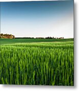 A Green Field With Rye,a Midsummer Metal Print