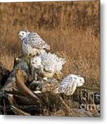 A Group Of Snowy Owls Metal Print