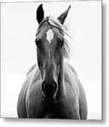 A Horse In A Field Metal Print