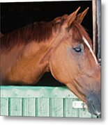 A Horse Peeks His Head Out Of His Stall Metal Print