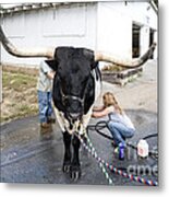 A Longhorn Steer Is Prepared For Exhibition At A County Fair Metal Print