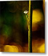 A New Beginning Metal Print