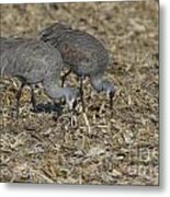 A Pair Of Sandhill Cranes Metal Print