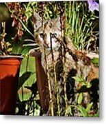 A Poor Hider Metal Print