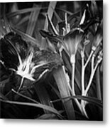 A Riot Of No Color Metal Print