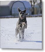 Catahoula Leopard Dog In Snow Metal Print