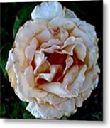 A Rose Is A Rose Metal Print