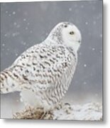 A Side Portrait Of Snowy Owl Metal Print