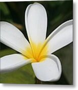 A Single Plumeria Flower Macro Metal Print