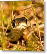 A Snake In The Grass Metal Print
