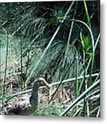 A Speckled Duck Metal Print