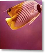 A Striped Butterfly Fish Metal Print
