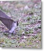 A Swallow With Wings Spread Metal Print