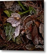A Touch Of Frost Metal Print