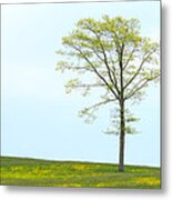 A Tree On A Hill Of Wildflowers Metal Print
