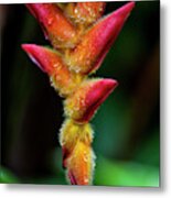 A Unique Tropical Plant With Fuzzy Red Metal Print