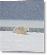 A Yearling Polar Bear Cub Lays Metal Print