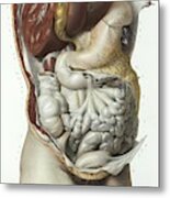 Abdominal Organs Metal Print