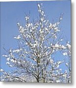 Ash Tree In Winter Metal Print
