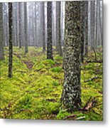 Acadia Woods Metal Print