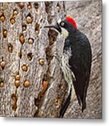 Acorn Woodpecker Metal Print