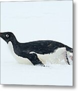 Adelie Penguin Tobogganing Antarctica Metal Print