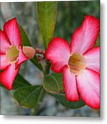 Adenium Flower Metal Print