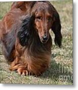 Adorable Long Haired Daschund Dog Metal Print