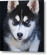 Adorable Siberian Husky Sled Dog Puppy Metal Print
