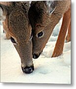 Adoring Love Metal Print