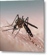 Aedes Aegypti (dengue, Zika, Yellow Fever Mosquito) Biting Human Skin, Frontal View Metal Print