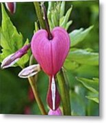 Affectionately Yours Metal Print